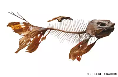 【大阪会場開幕】深堀隆介展　水面のゆらぎの中へ　世界に一つ！“金魚酒“新作を特別販売！