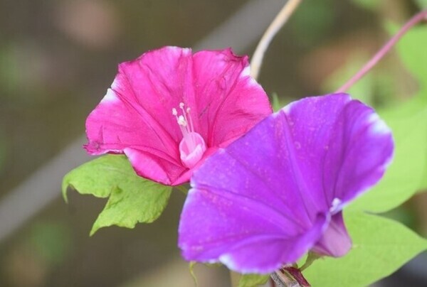 「夏の六義園～お江戸歴史探検～」クイズラリー・8/8～8/17開催