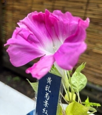 「夏の六義園～お江戸歴史探検～」クイズラリー・8/8～8/17開催