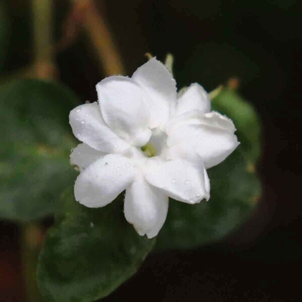 【“幻の花”サガリバナと夜空を彩るバブルミネーション 】神代植物公園「大温室夜間公開」を開催！（７月20日・21日）