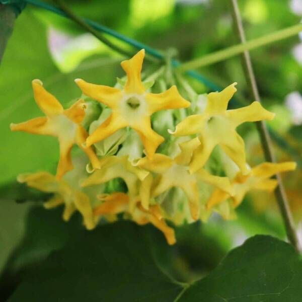 【“幻の花”サガリバナと夜空を彩るバブルミネーション 】神代植物公園「大温室夜間公開」を開催！（７月20日・21日）