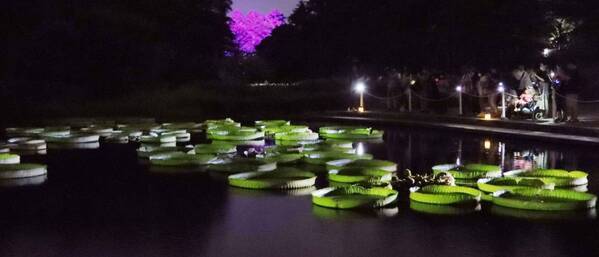 【“幻の花”サガリバナと夜空を彩るバブルミネーション 】神代植物公園「大温室夜間公開」を開催！（７月20日・21日）