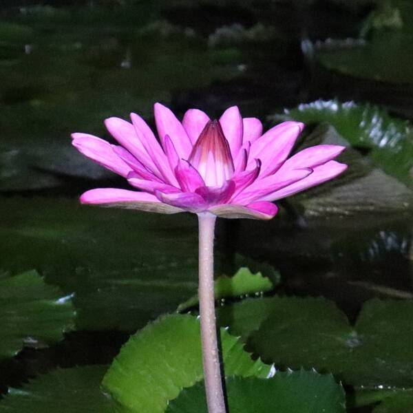 【“幻の花”サガリバナと夜空を彩るバブルミネーション 】神代植物公園「大温室夜間公開」を開催！（７月20日・21日）