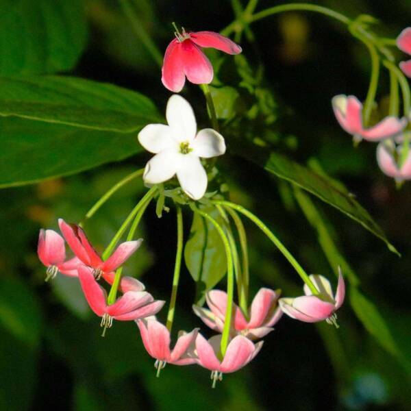 【“幻の花”サガリバナと夜空を彩るバブルミネーション 】神代植物公園「大温室夜間公開」を開催！（７月20日・21日）
