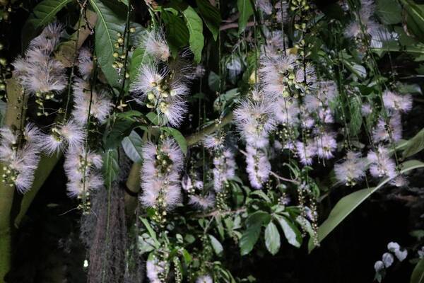 【“幻の花”サガリバナと夜空を彩るバブルミネーション 】神代植物公園「大温室夜間公開」を開催！（７月20日・21日）