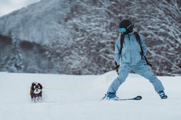 愛犬と雪上で楽しむ「黒姫わんまつり」黒姫高原スノーパークで開催【2月15日(土)】