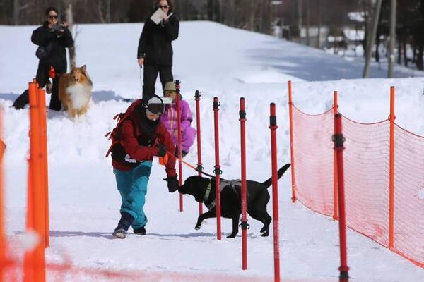 愛犬と雪上で楽しむ「黒姫わんまつり」黒姫高原スノーパークで開催【2月15日(土)】