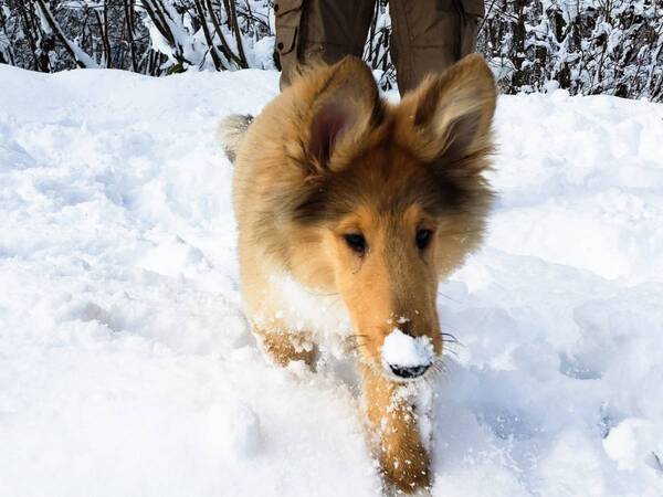 愛犬と雪上で楽しむ「黒姫わんまつり」黒姫高原スノーパークで開催【2月15日(土)】