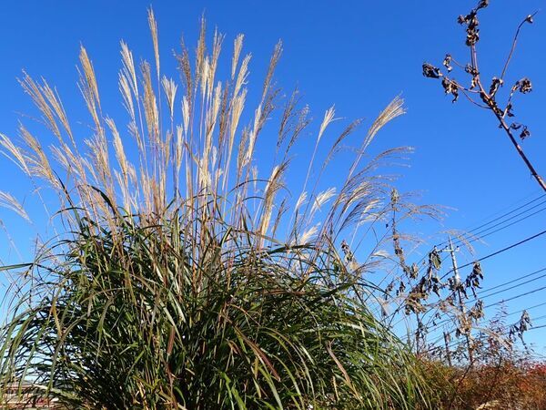 東京都あきる野市の五日市・留原地区に伝わる郷土文化に触れよう！1月25日(土)「あんぎん織り技法でミニ炭俵づくり」小峰公園で開催！