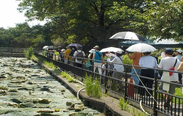 夏休みの自由研究は水元公園で！東京都の天然記念物「オニバス」を親子で観察しよう！(小学３年生以上対象)