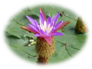 夏休みの自由研究は水元公園で！東京都の天然記念物「オニバス」を親子で観察しよう！(小学３年生以上対象)