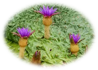 夏休みの自由研究は水元公園で！東京都の天然記念物「オニバス」を親子で観察しよう！(小学３年生以上対象)