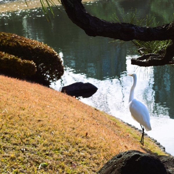 和歌の聖地・和歌の浦誕生1300年記念「六義園文化祭」開催のお知らせ｜2月18日(火)から24日(月・休)まで