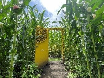 1万人以上が来場する夏の風物詩「とうもろこし巨大迷路」開始那須千本松牧場「夏フェス2025」スタートします