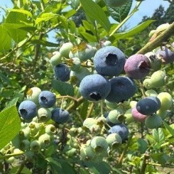 1万人以上が来場する夏の風物詩「とうもろこし巨大迷路」開始那須千本松牧場「夏フェス2025」スタートします