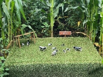 1万人以上が来場する夏の風物詩「とうもろこし巨大迷路」開始那須千本松牧場「夏フェス2025」スタートします