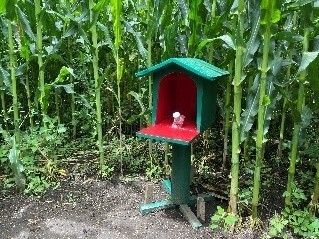 1万人以上が来場する夏の風物詩「とうもろこし巨大迷路」開始那須千本松牧場「夏フェス2025」スタートします