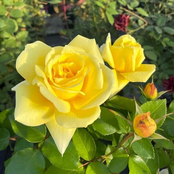 「バラの専門通販サイト『バラと庭あそび』がオープン！」 ～リニューアルオープンセールやバラ苗販売も～