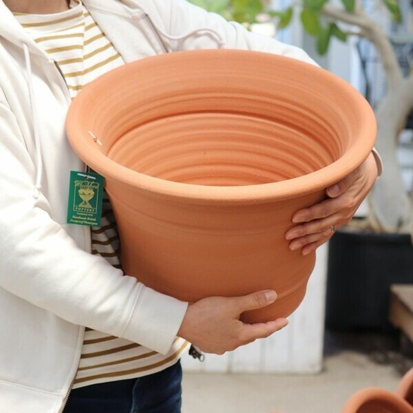 「バラの専門通販サイト『バラと庭あそび』がオープン！」 ～リニューアルオープンセールやバラ苗販売も～