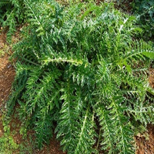 植物エクソソームによるSDGｓ・地方創生参加企業・自治体の募集を開始！