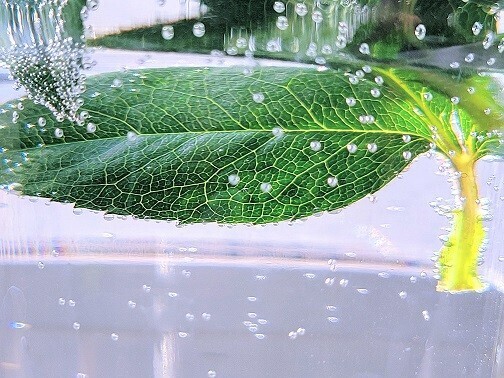 植物エクソソームによるSDGｓ・地方創生参加企業・自治体の募集を開始！