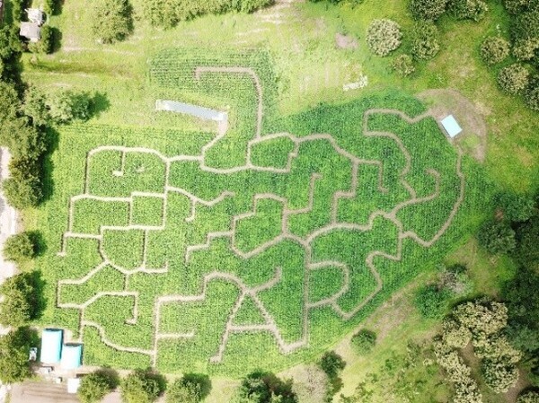 那須千本松牧場「夏フェス2025」初開催！～とうもろこし巨大迷路、マルシェラリー等地域とつながる、夏だけの特別体験～