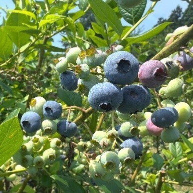 那須千本松牧場「夏フェス2025」初開催！～とうもろこし巨大迷路、マルシェラリー等地域とつながる、夏だけの特別体験～