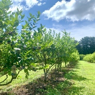 那須千本松牧場「夏フェス2025」初開催！～とうもろこし巨大迷路、マルシェラリー等地域とつながる、夏だけの特別体験～
