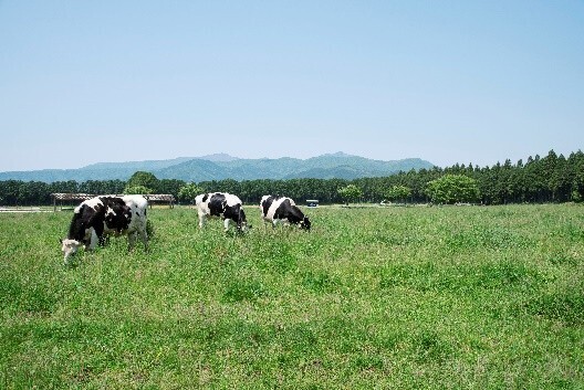 那須千本松牧場「夏フェス2025」初開催！～とうもろこし巨大迷路、マルシェラリー等地域とつながる、夏だけの特別体験～