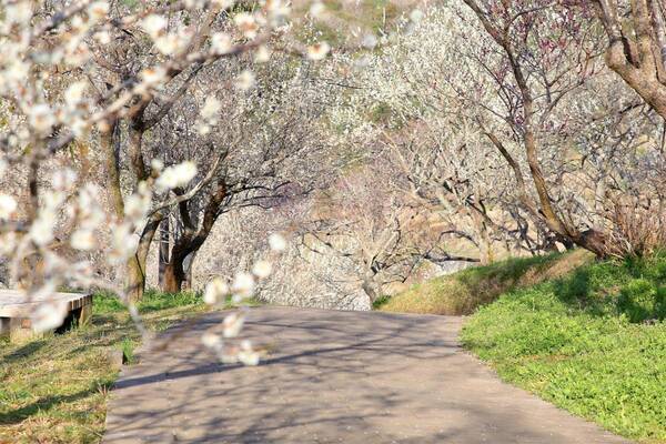 ひと足早い春の訪れを満喫！ 「冬〜早春の花だより」特集ページを公開