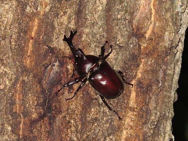 闇にうごめく昆虫を見つけよう！「夜の昆虫観察会　サマーナイトわくわく自然観察会」小山内裏公園で8月23日(土)開催
