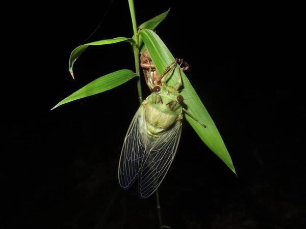 闇にうごめく昆虫を見つけよう！「夜の昆虫観察会　サマーナイトわくわく自然観察会」小山内裏公園で8月23日(土)開催