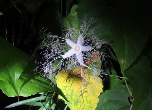 闇にうごめく昆虫を見つけよう！「夜の昆虫観察会　サマーナイトわくわく自然観察会」小山内裏公園で8月23日(土)開催