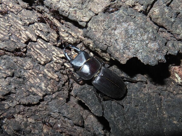 闇にうごめく昆虫を見つけよう！「夜の昆虫観察会　サマーナイトわくわく自然観察会」小山内裏公園で8月23日(土)開催