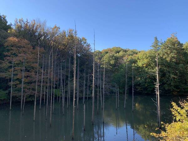 闇にうごめく昆虫を見つけよう！「夜の昆虫観察会　サマーナイトわくわく自然観察会」小山内裏公園で8月23日(土)開催