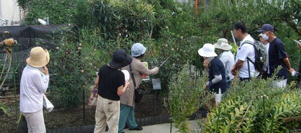 近畿大学薬学部薬用植物園で「朝の植物園散歩　2025」を開催　猛暑を避けた朝の時間帯に、日中では見られない植物を観察