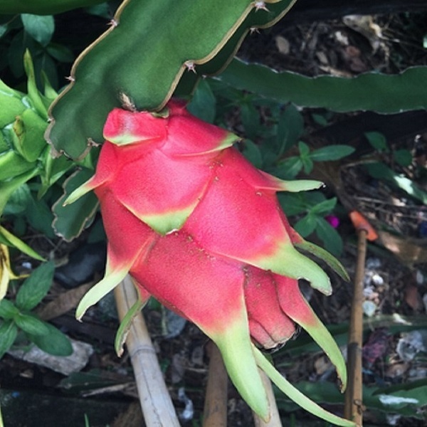 植物幹細胞エクソソーム化粧品特別キャンペーン実施！