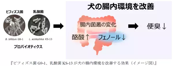 ビフィズス菌G9-1と乳酸菌KS-13が 犬の腸内環境を改善することを確認