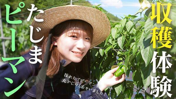 秋元真夏が肉厚で歯ごたえが良く 苦味も少ない兵庫県産の「たじまピーマン」を収穫体験！ ＪＡタウンで「食べて応援プロジェクト」を実施中