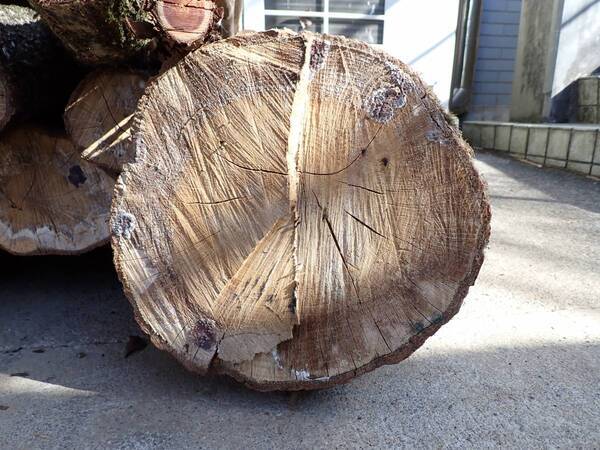 林業を知ろう！森を歩こう！山仕事のプロと自然散策＆木材を使ったクラフト体験イベントを3月2日（日）小峰公園で開催！