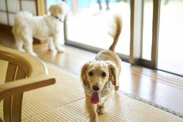 【ホテルあぶくま高原テラス】ドッグラン直結・温泉プール付きの「わんちゃん専用客室」が8月1日オープン