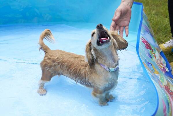 【ホテルあぶくま高原テラス】ドッグラン直結・温泉プール付きの「わんちゃん専用客室」が8月1日オープン