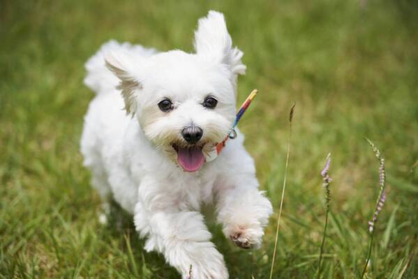 【ホテルあぶくま高原テラス】ドッグラン直結・温泉プール付きの「わんちゃん専用客室」が8月1日オープン