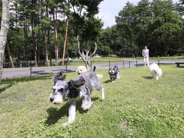 【開業5周年記念】蓼科の“愛犬と泊まれるホテル”が5大特典付プラン販売　お食事無料アップグレードや愛犬用おやつも｜2025年7月～