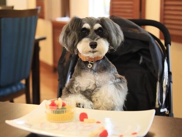 【開業5周年記念】蓼科の“愛犬と泊まれるホテル”が5大特典付プラン販売　お食事無料アップグレードや愛犬用おやつも｜2025年7月～