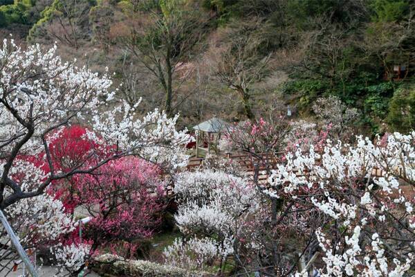 ひと足早い春の訪れを満喫！ 「冬〜早春の花だより」特集ページを公開
