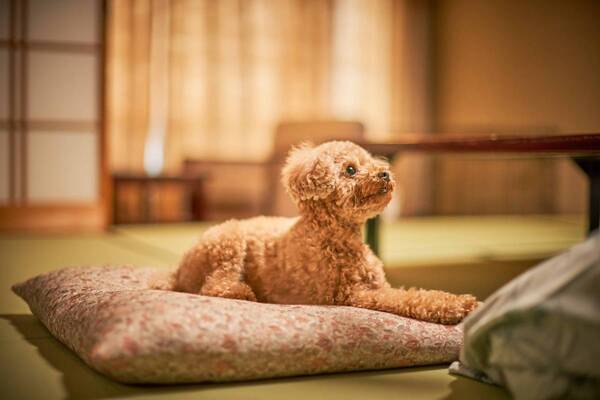 新規出店2施設、リブランド・リニューアル8施設！ 大江戸温泉物語グループの2025年 上半期まとめ