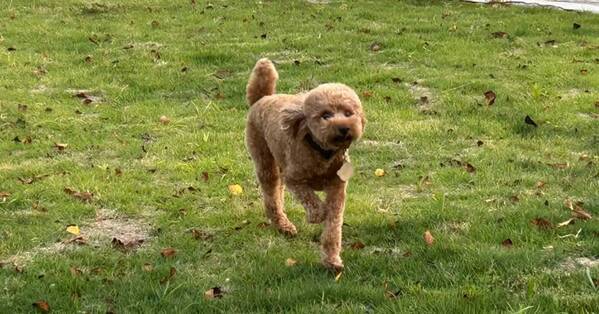 海と川をつなぐ大阪の水上ターミナル「中之島GATEサウスピア」に“水辺のドッグラン”が誕生！