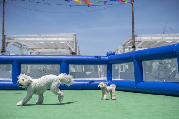 キラナガーデン豊洲『キラナわんわんデー』2周年記念 わんわん感謝祭を2月9日（日）開催