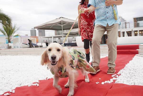 キラナガーデン豊洲『キラナわんわんデー』2周年記念 わんわん感謝祭を2月9日（日）開催